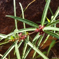 Hemidesmus indicus (L.) R.Br.